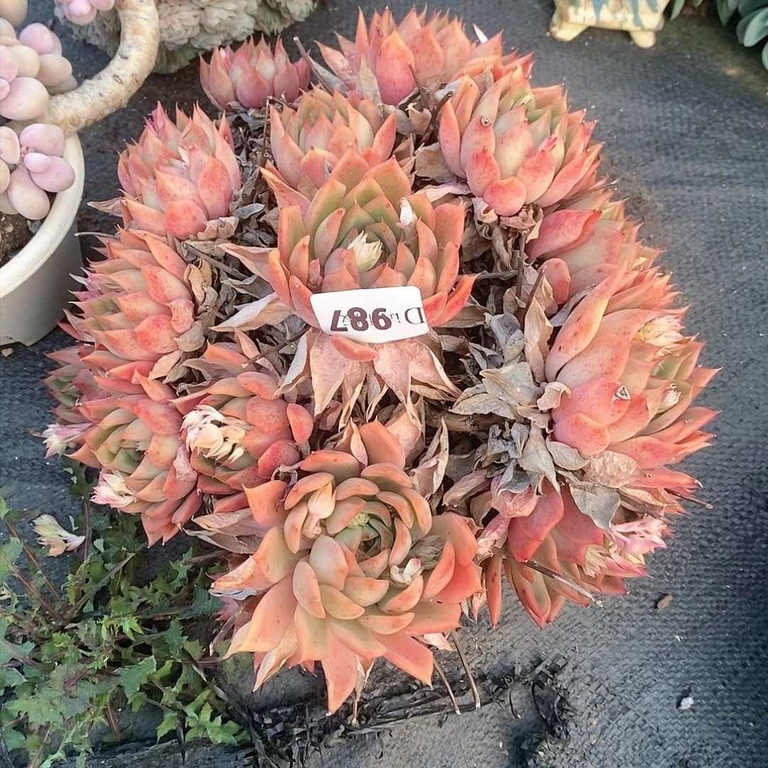 娟**?987宝莲灯多肉植物