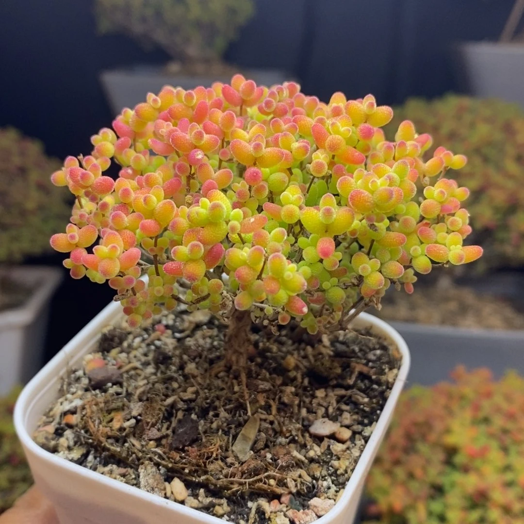 无花朵25号蜜橘糖球（特价）