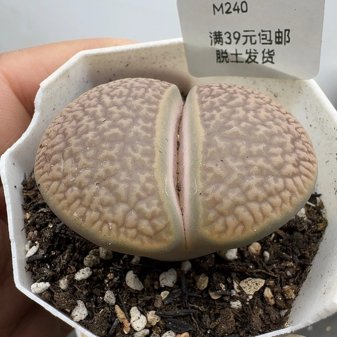 240多肉哈哈哈哈哈哈哈哈