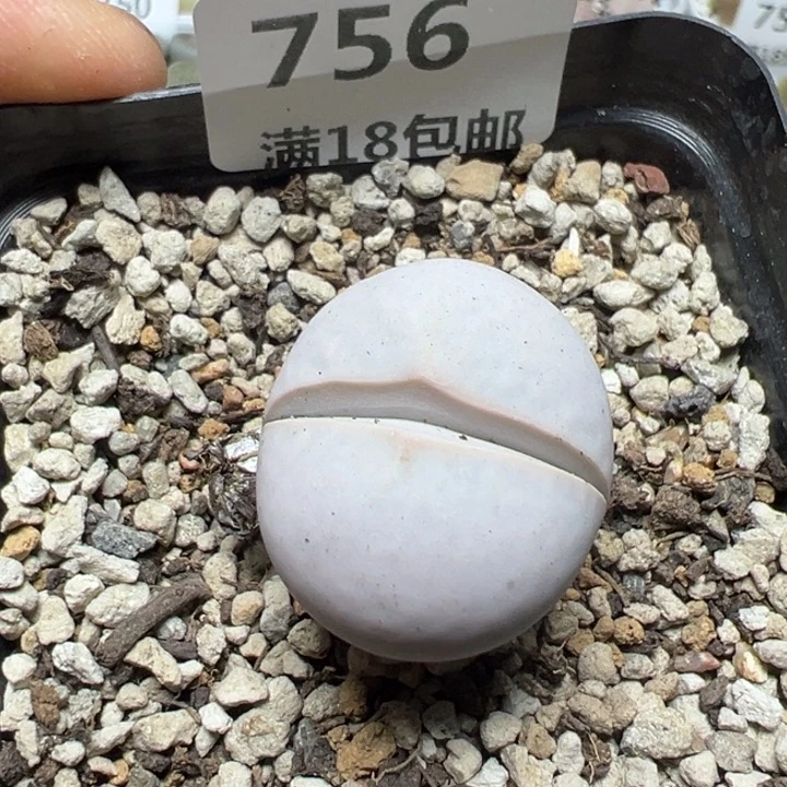 【闪购商品】 756。