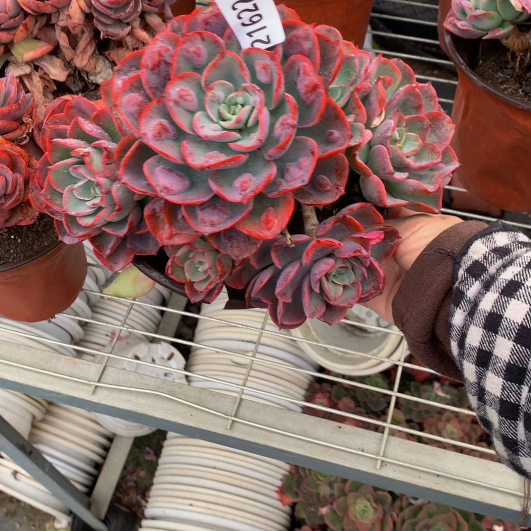 21622雨第一哥们就这样