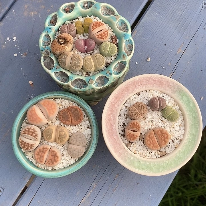 多肉屁屁3盆包邮