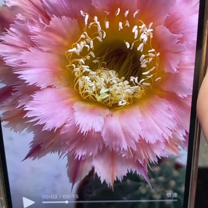 彩草羽毛1号侧芽4公分左右