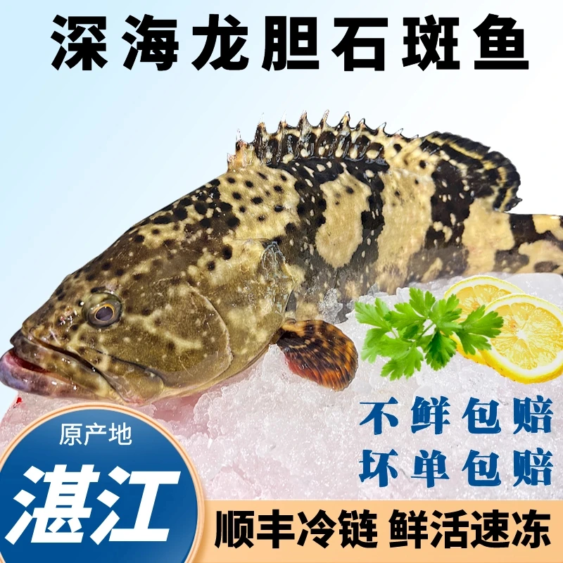 (大石斑鱼)3.3斤广东湛江珍珠老虎斑鱼海鲜营养清蒸活鱼现冻