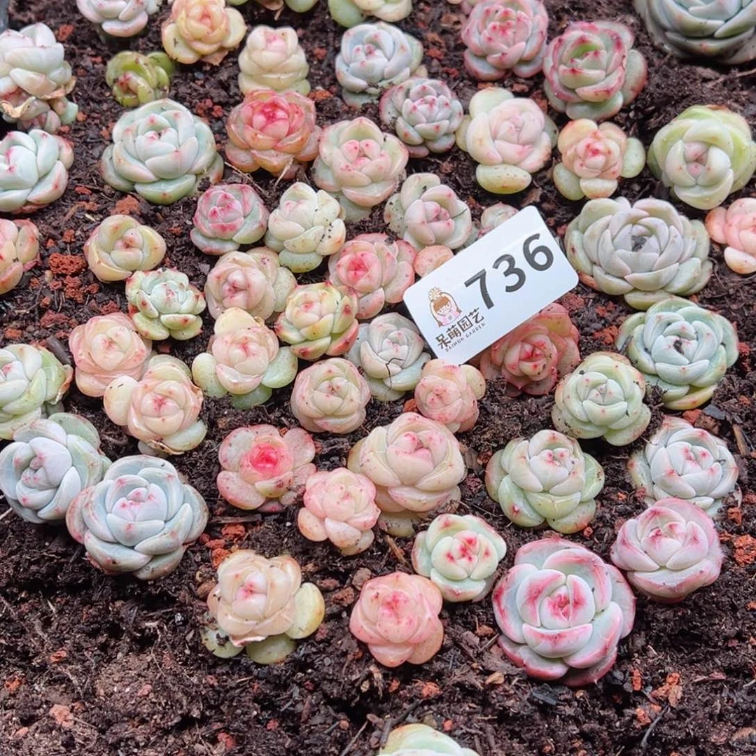 小*熊多肉植物多肉植物