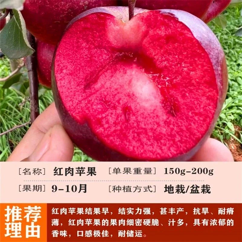 红肉苹果树苗红富士苹果苗活苗矮化果树当年结果南北方种植地栽