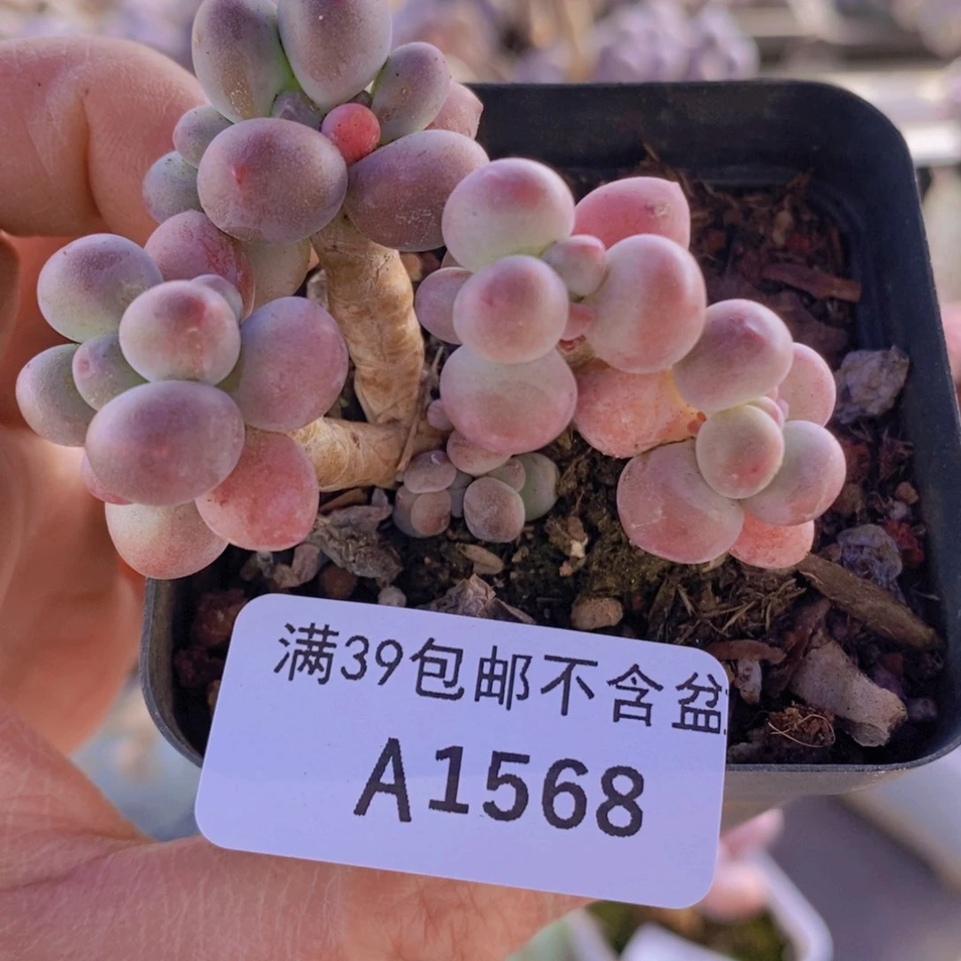 苹果奶5cm1568多肉植物