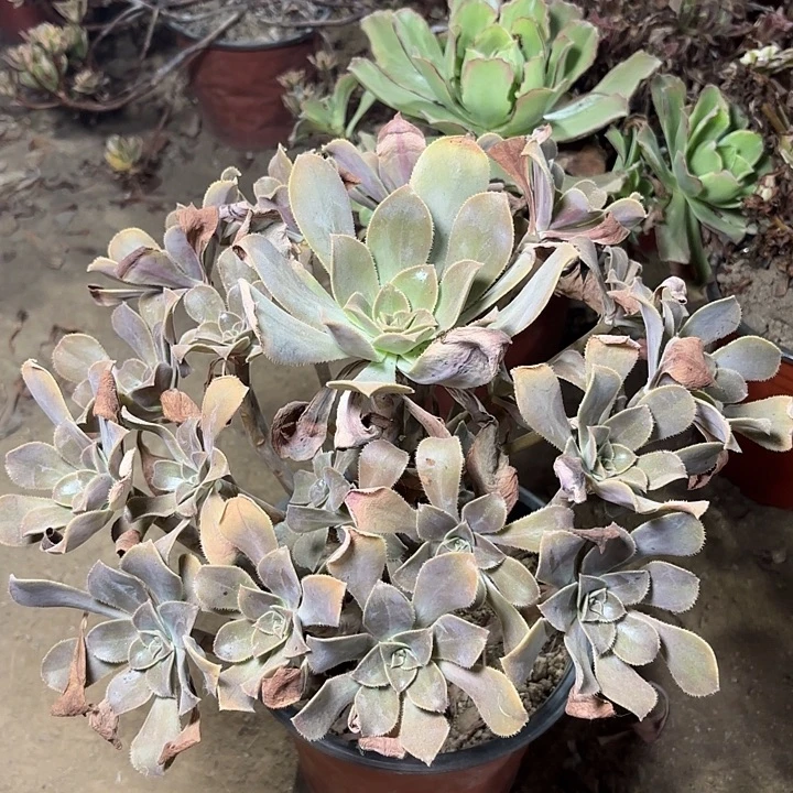 多肉植物寒月夜19