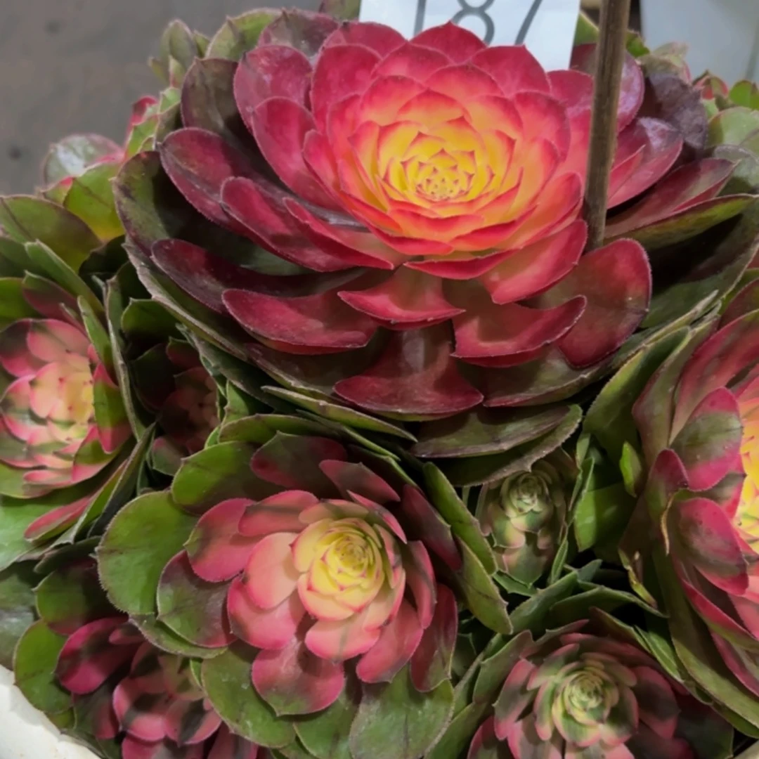 哈哈多肉葡萄福利来187