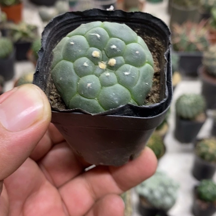 实生龟甲兜特价福利