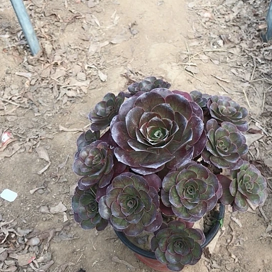 魅金玫瑰法师多肉16