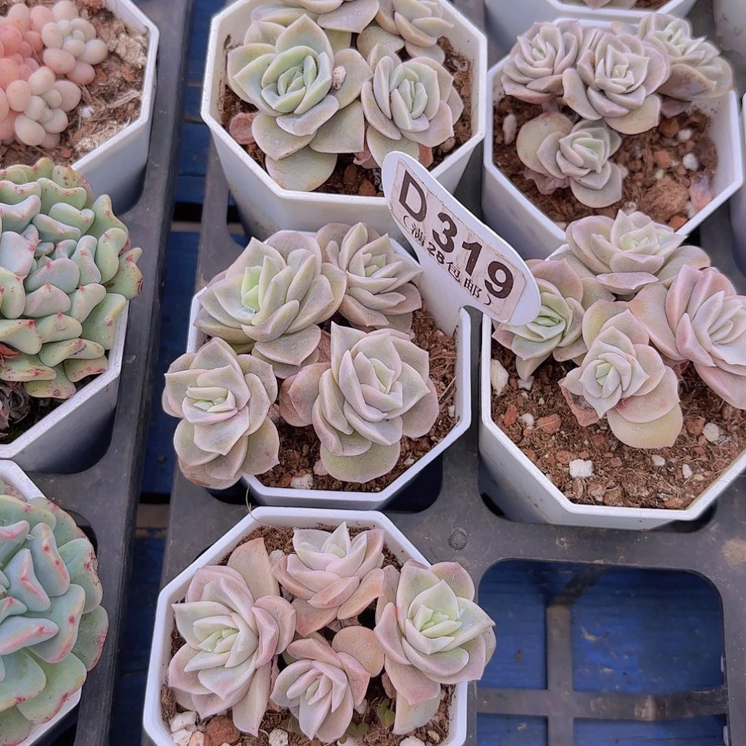 妍***D319可爱玫瑰yi eu yi pai