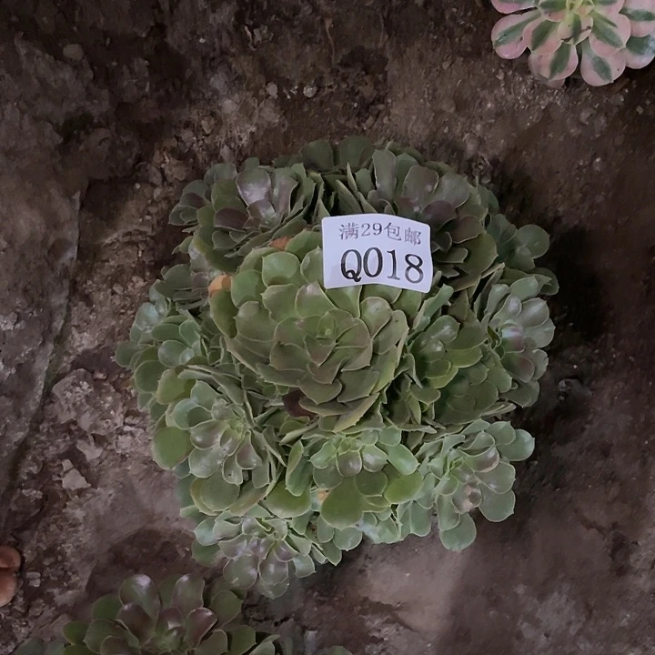 018韶秀7彩多肉植物