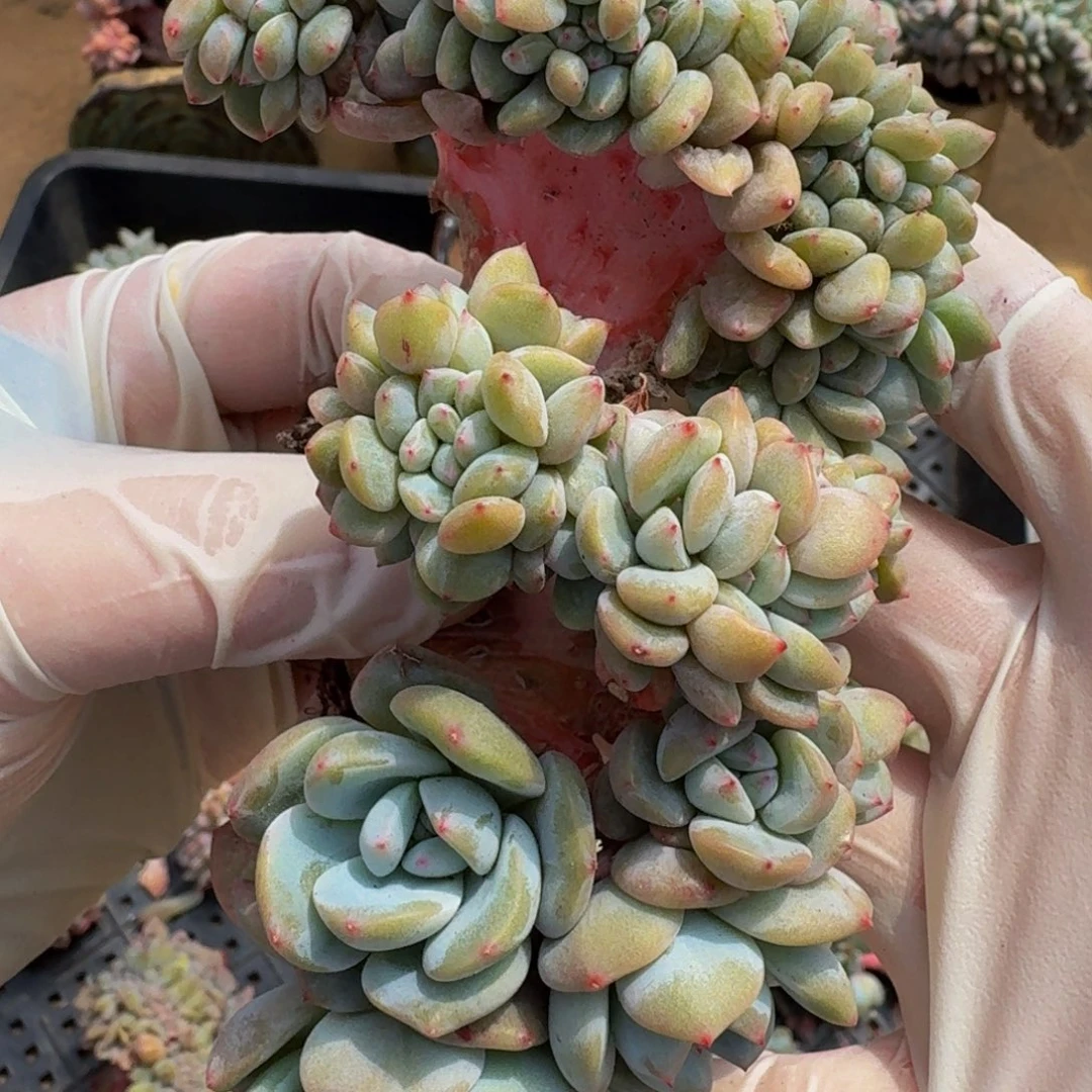 小*甲瑕疵价直播间已看好，一物一拍不退不换