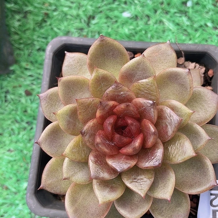 黑水晶杂1432多肉植物