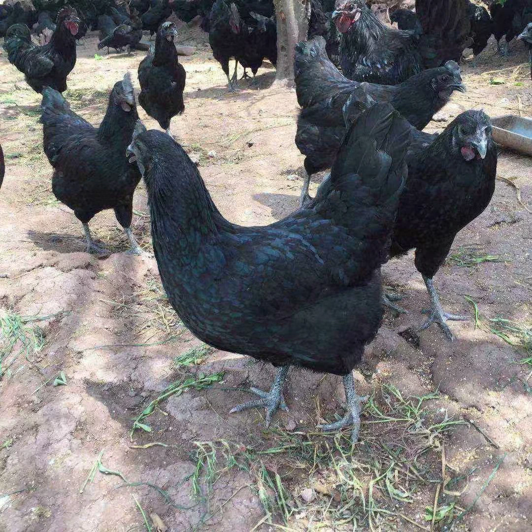 宠物鸡一斤半五黑鸡活鸡小土鸡小笨鸡溜达公鸡下蛋母鸡绿壳蛋批发