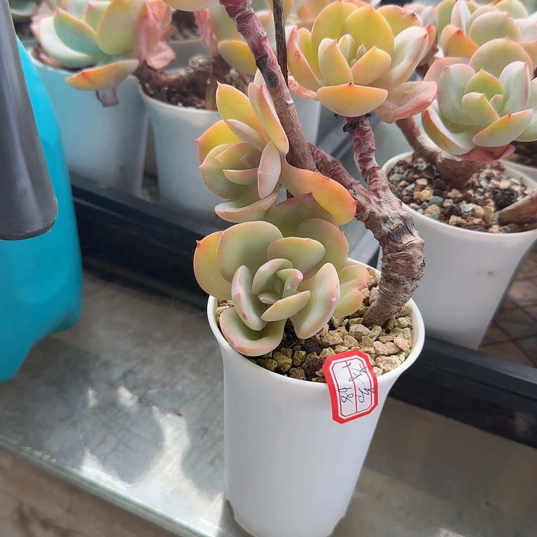 丫***丫白凤多肉植物一颗