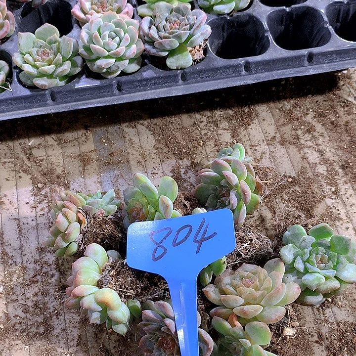 804号多肉植物园艺