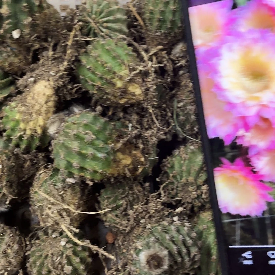 带根马丙侧牙20包邮小小