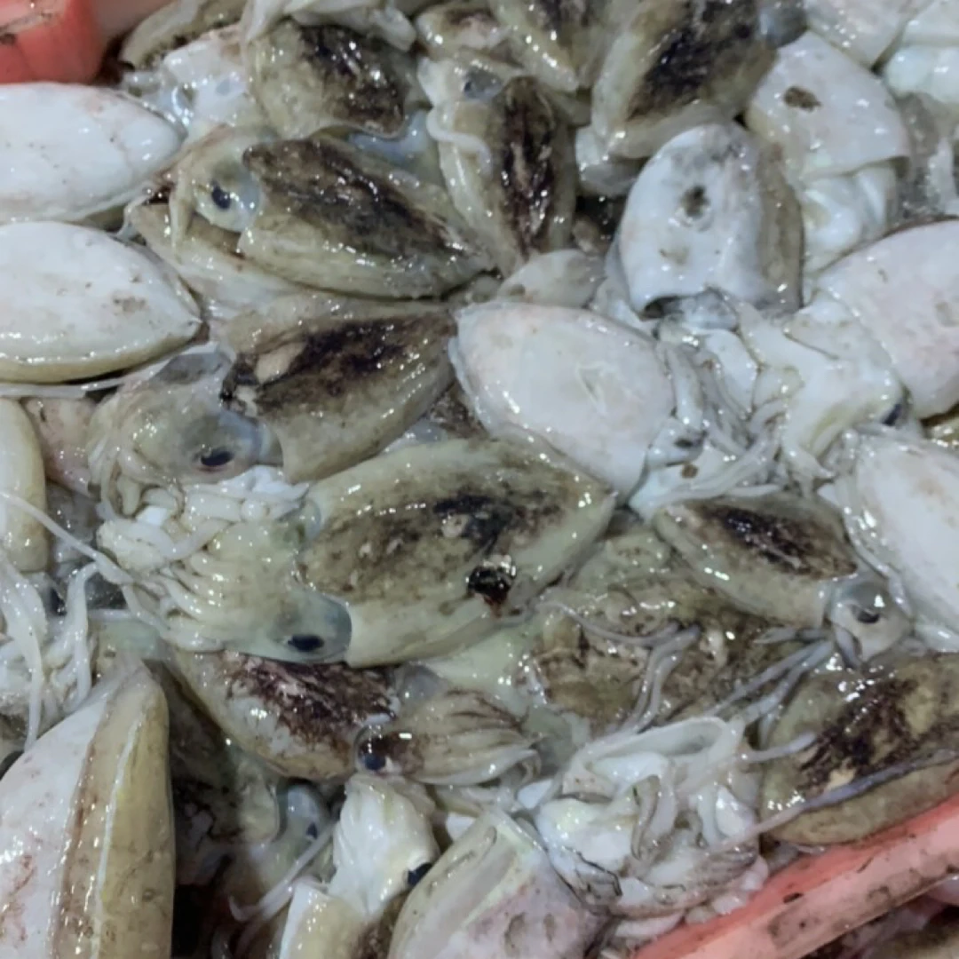 广东汕尾本港野生墨鱼/墨鱼仔/墨鱼丁 蒜蓉蒸爆炒绝绝子新鲜捕捞