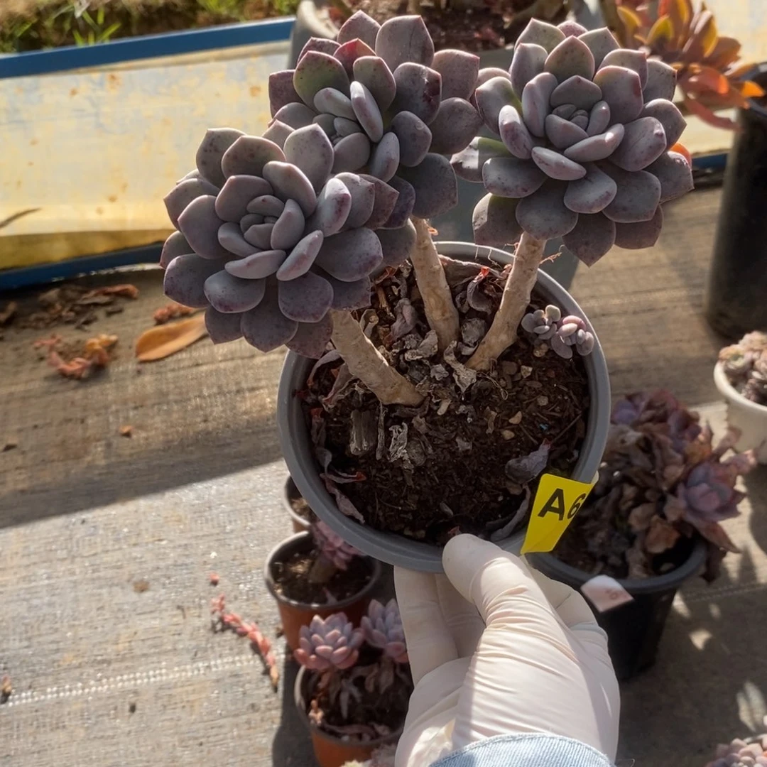 650白鹭老桩一物一拍