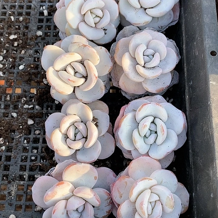 爱****生8-65号一物一拍雪莲