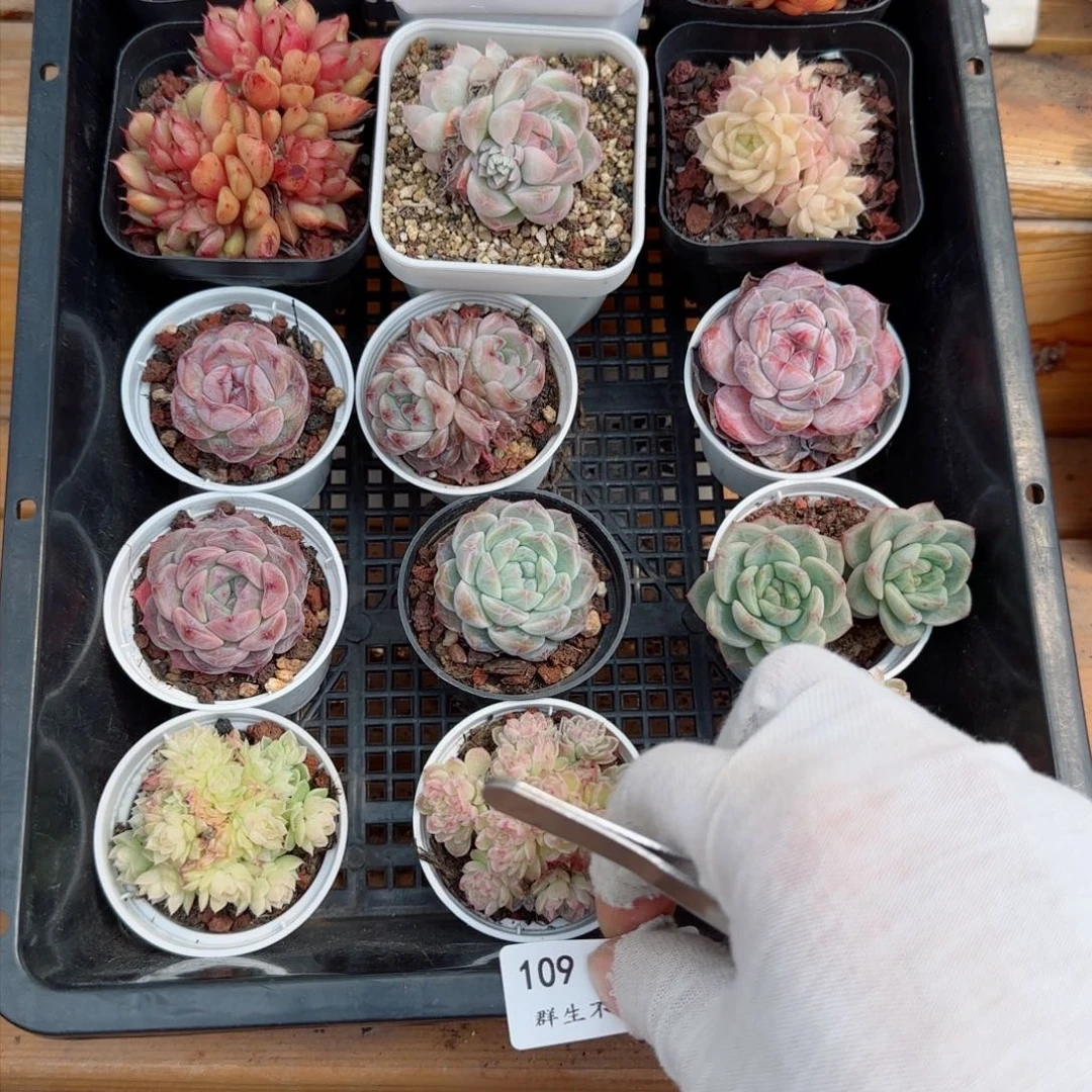框拍框拍0310-109