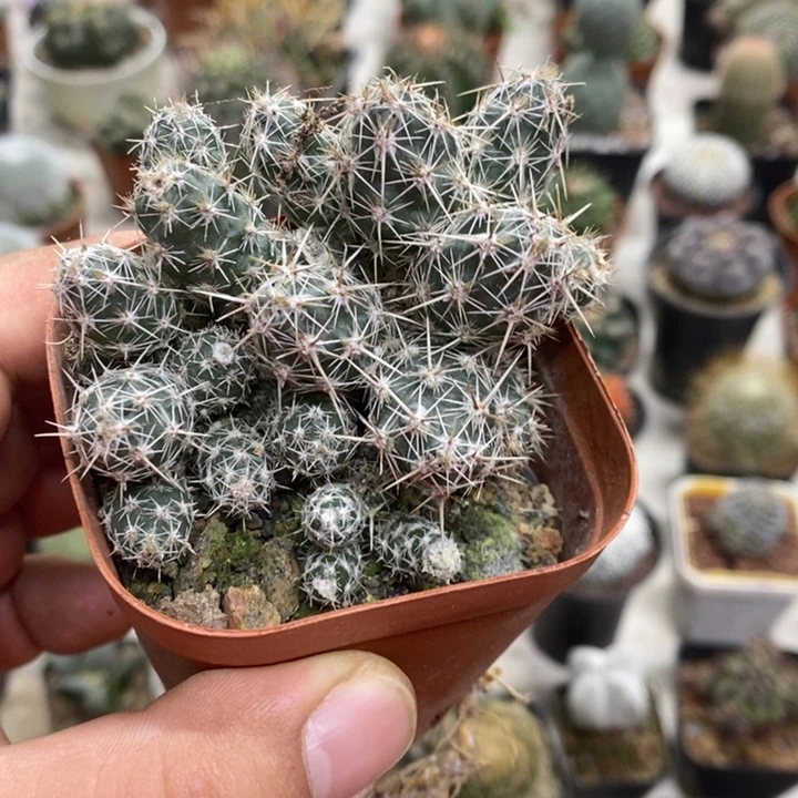 舞豆团扇特价福利