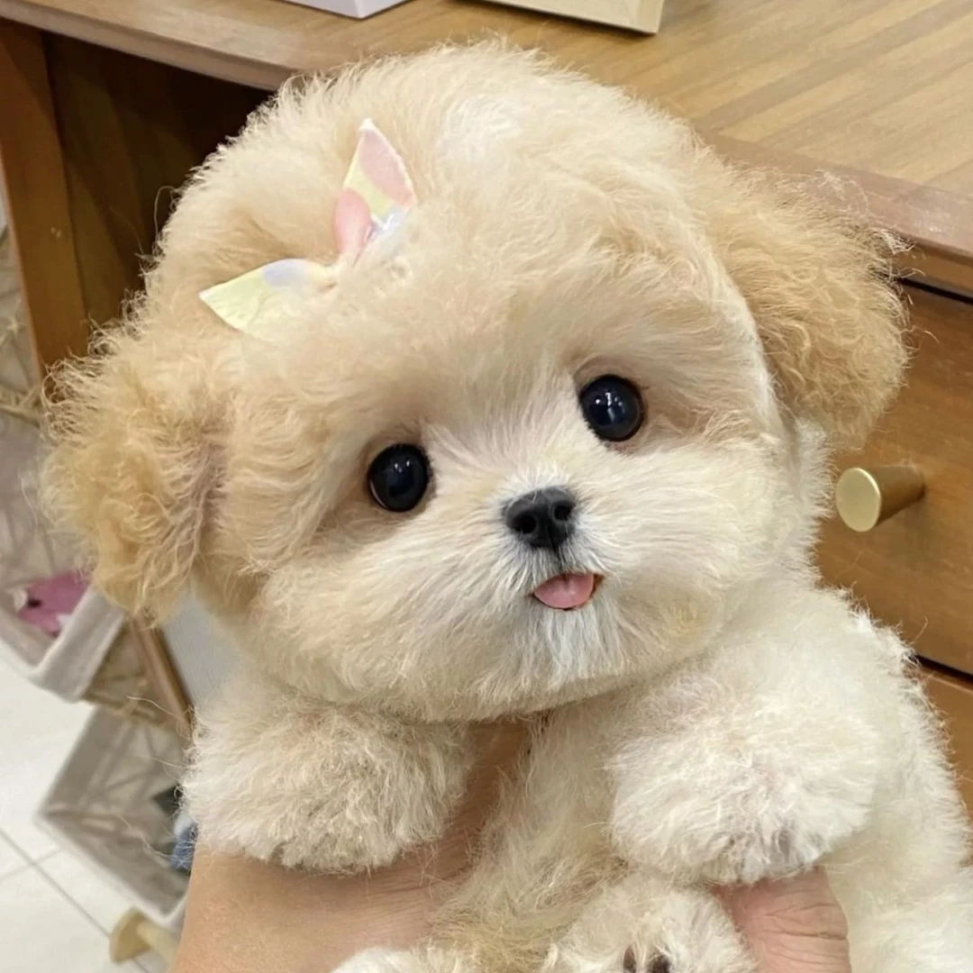 (贝贝)泰迪熊比熊雪纳瑞幼犬活体狗狗小型犬