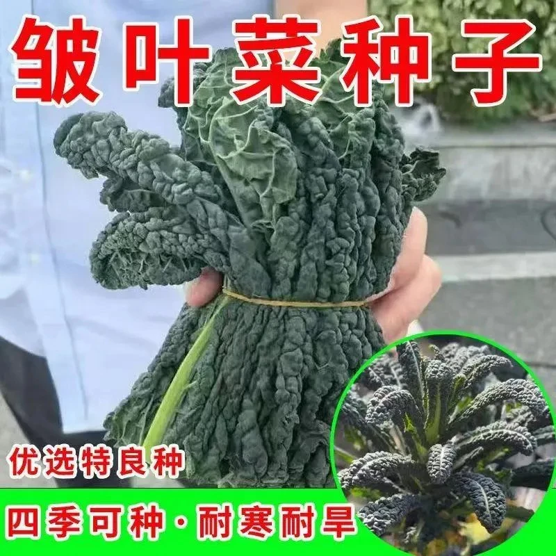 皱叶菜种子羽衣甘蓝种子黑甘蓝蓝羽沙拉菜籽四季秋冬种植芽率高
