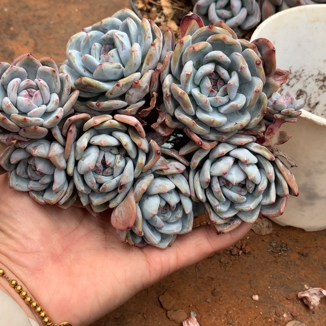 有摘默认，13头大大小小