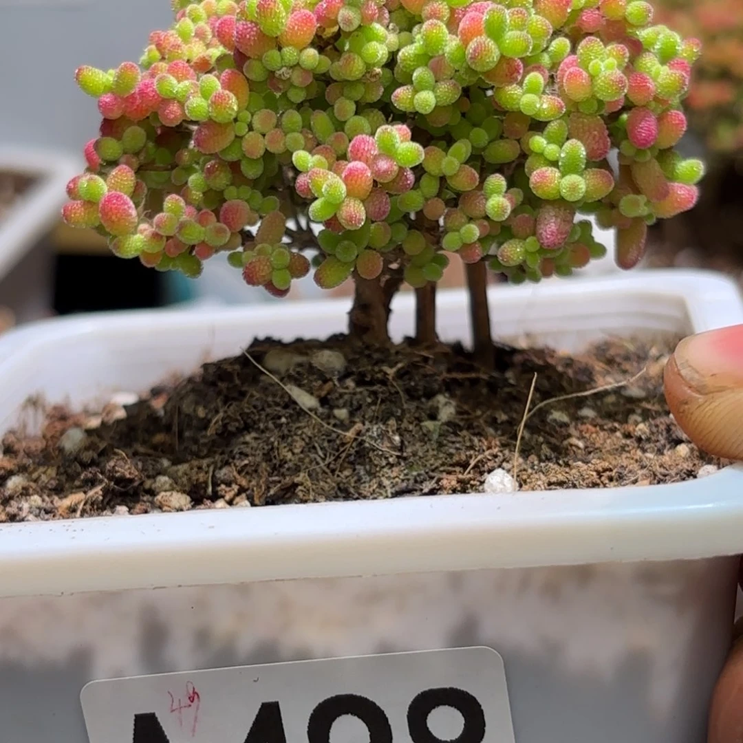 爱****儿闪购商品蜜橘A498