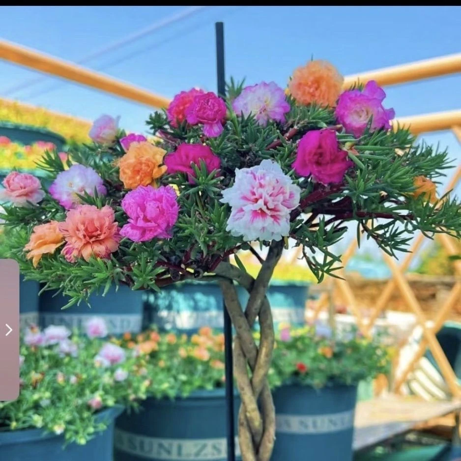 【特大太阳花重瓣老桩】重瓣宿根庭院四季花苞室内绿植好养花卉