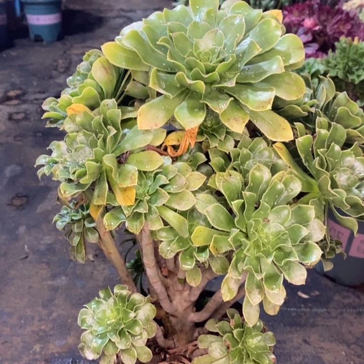 原始绿多肉植物19。