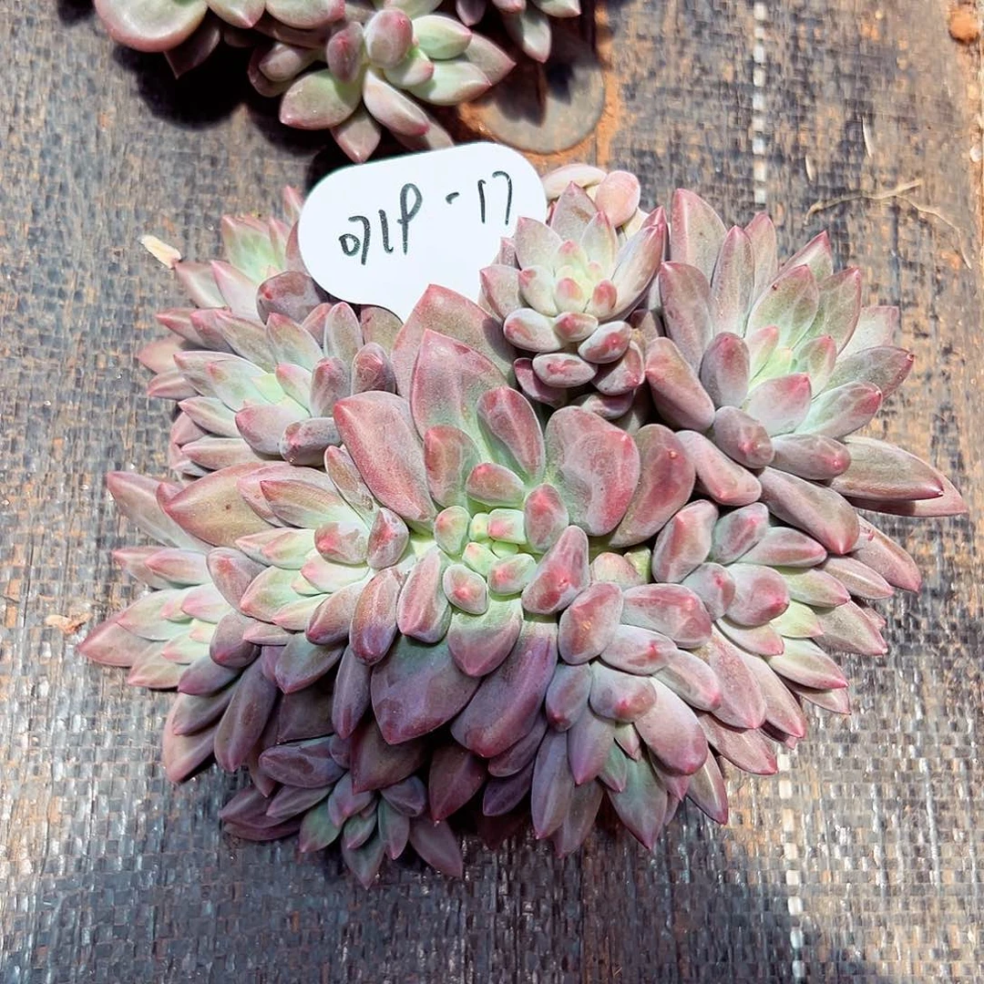 一****0719-17水晶迷雾。