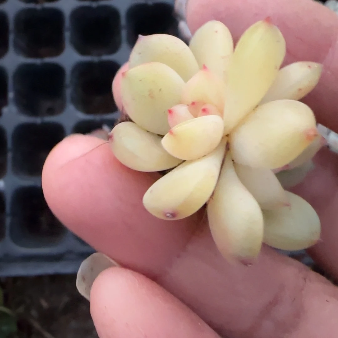 你***！小卡拉米糖心一物一拍