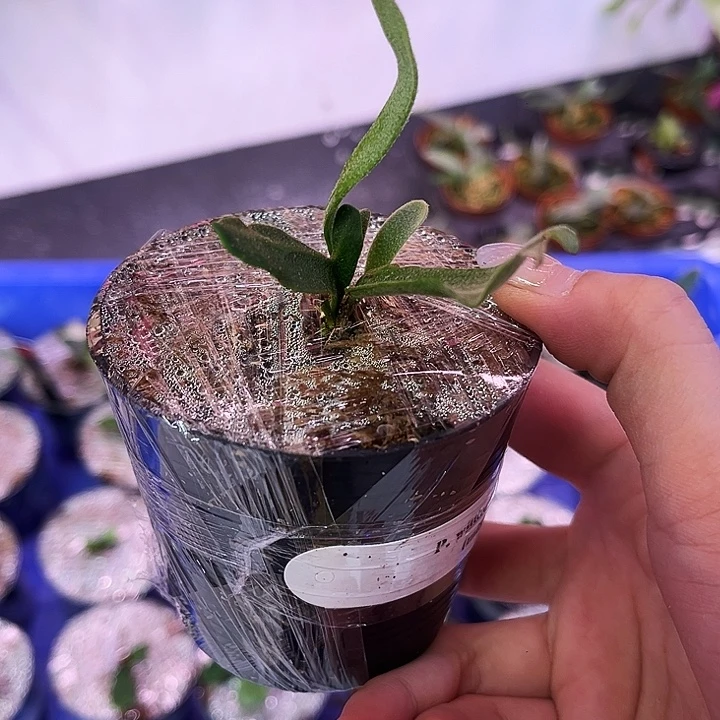 完全开放Byd 孢子苗