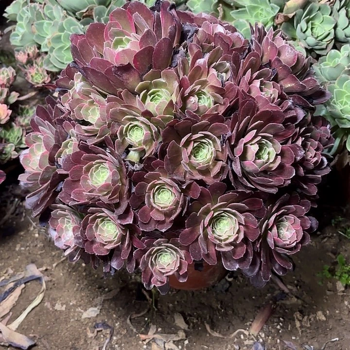多肉植物法师安娜32