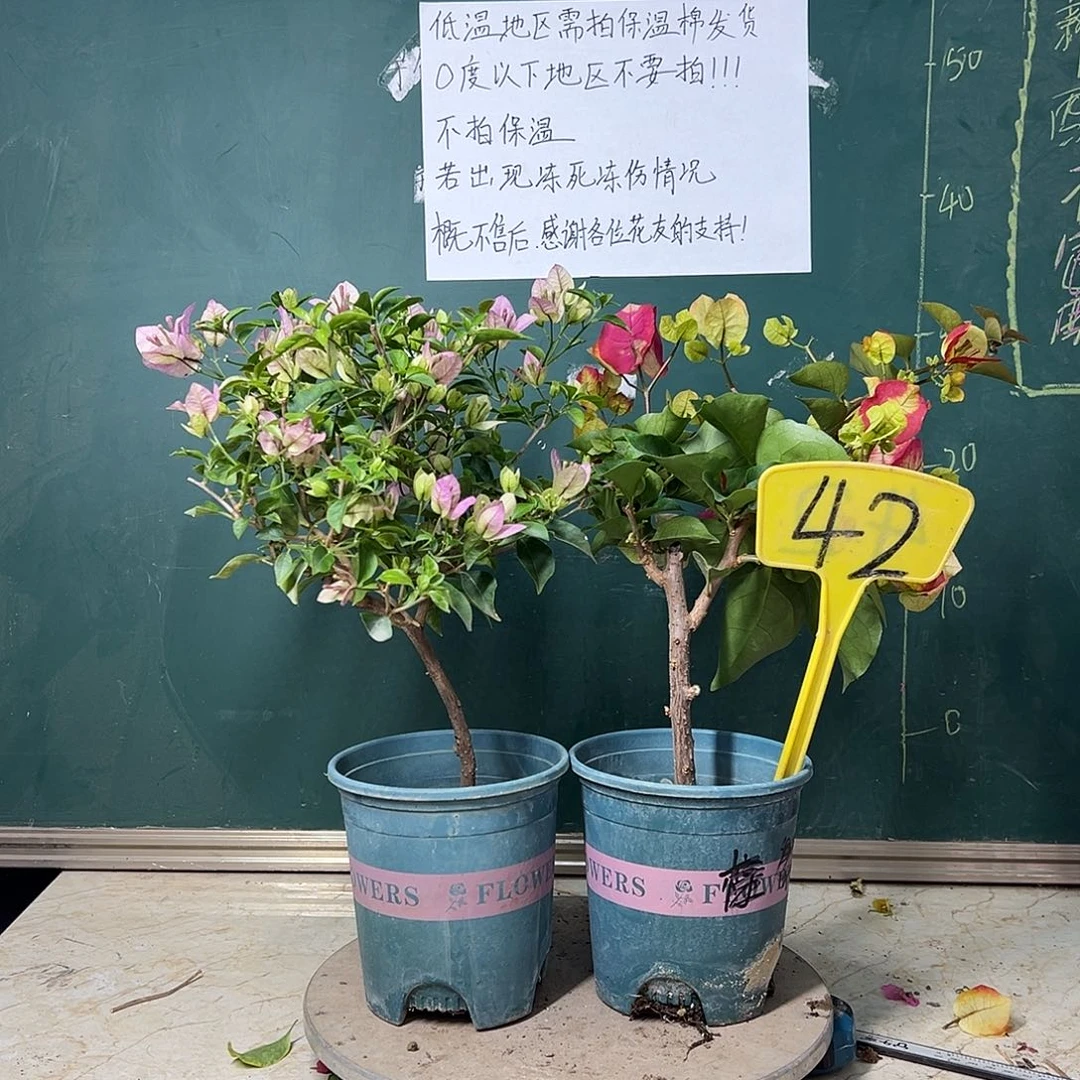 完全开放  雪紫  画报 42