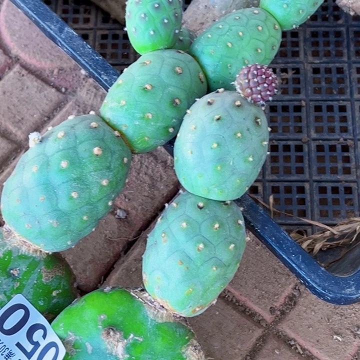 无花朵錢*福利2颗新品无刺050