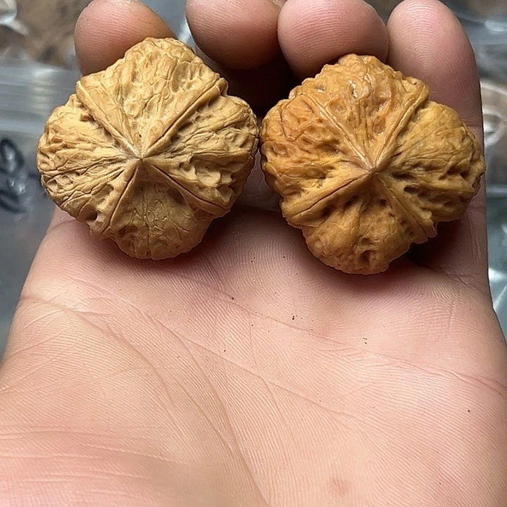 核桃19号梅花四棱38尺