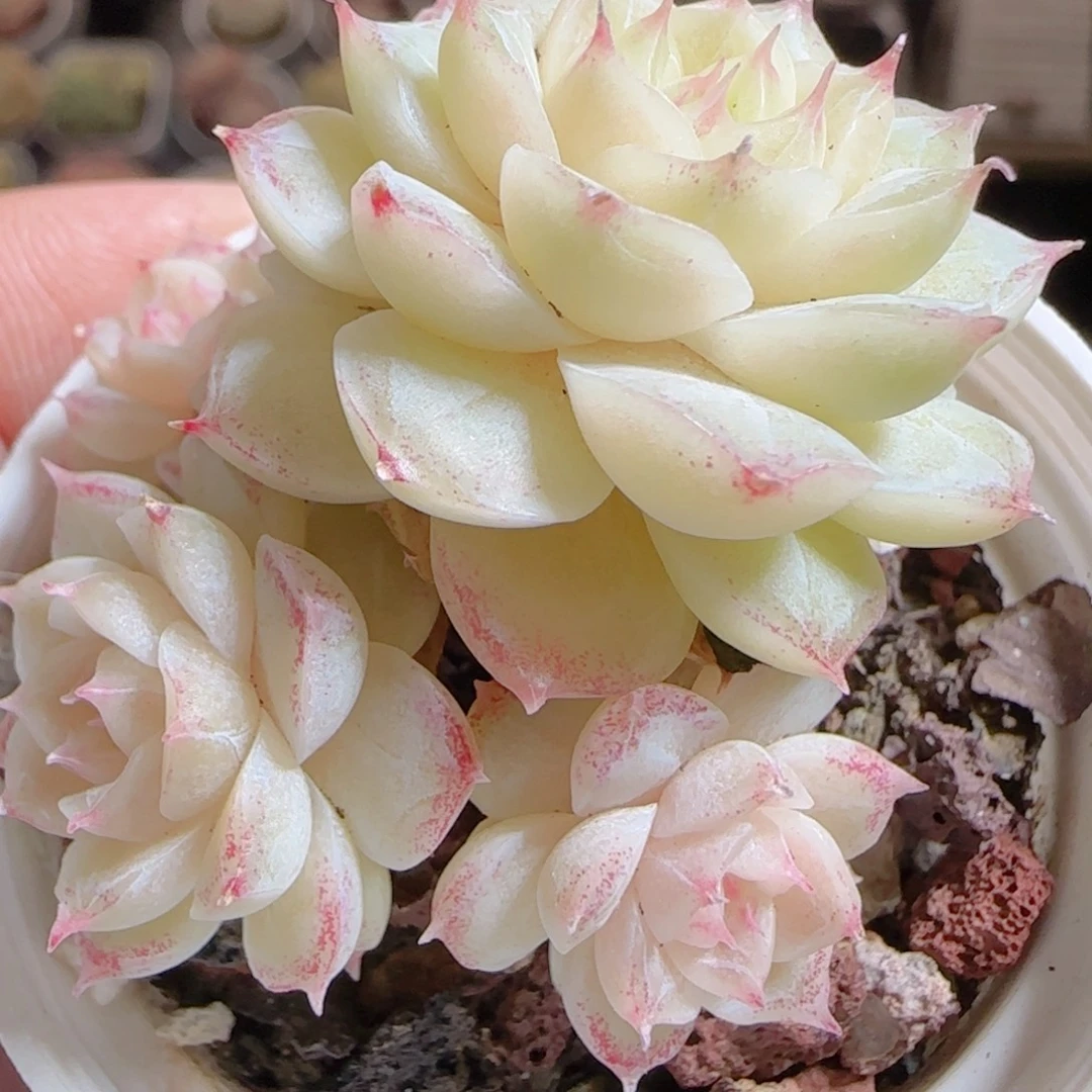 沐****花语多肉0105-147散