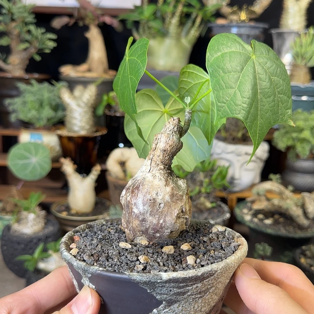 一物一拍泰国火桐260