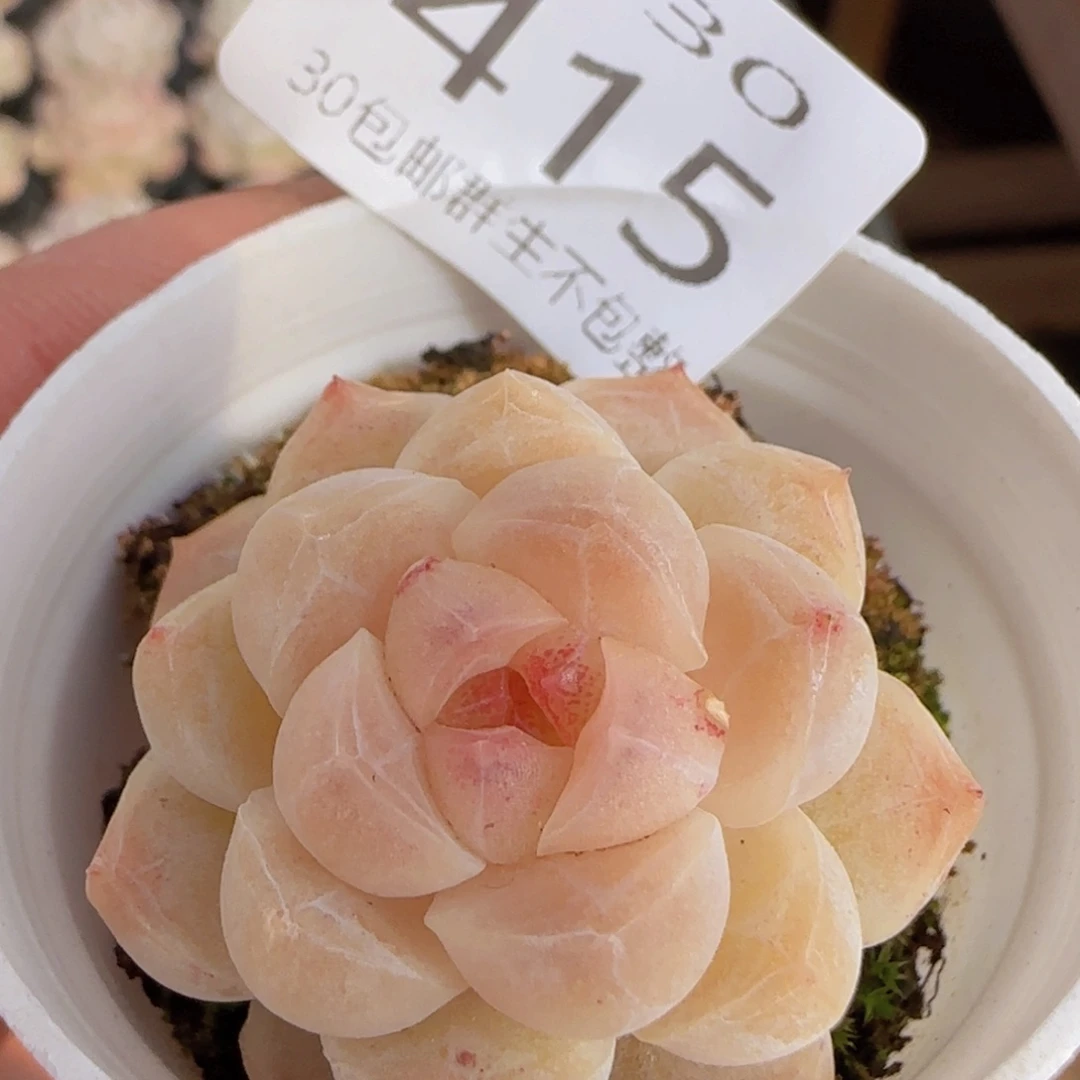 白桃汽水单头一颗脱土