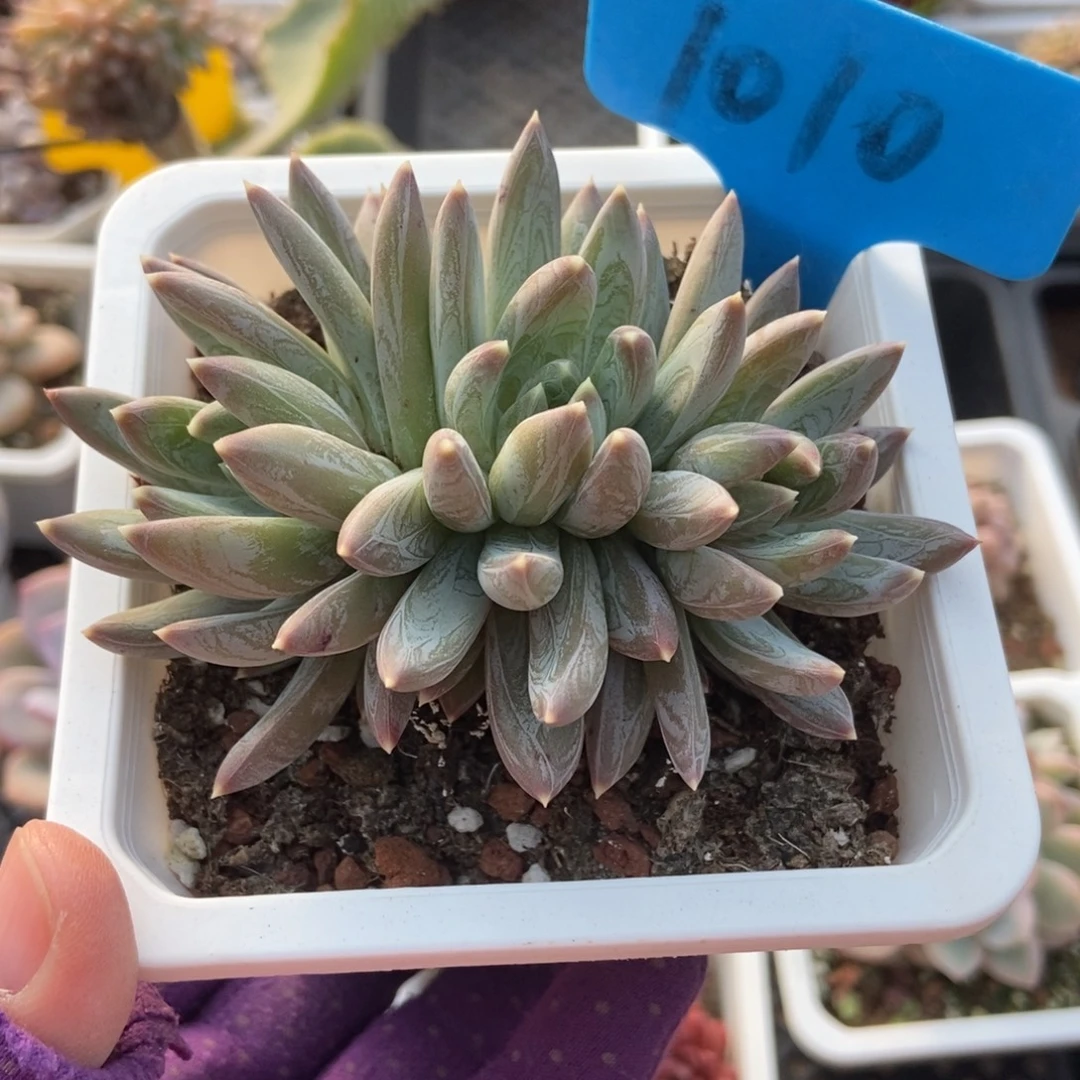 1010水晶蟹爪多肉植物