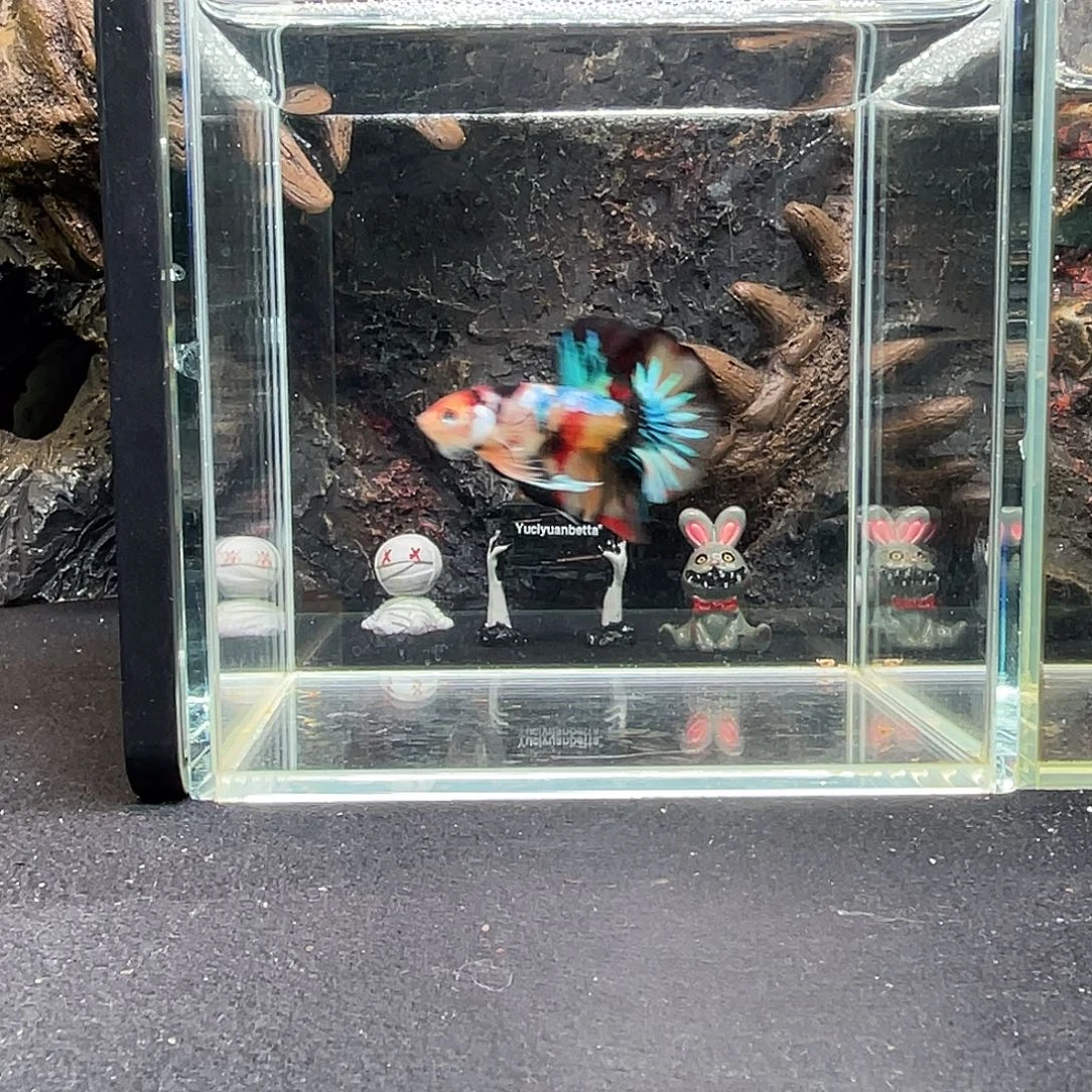 斗鱼十月八日竞价