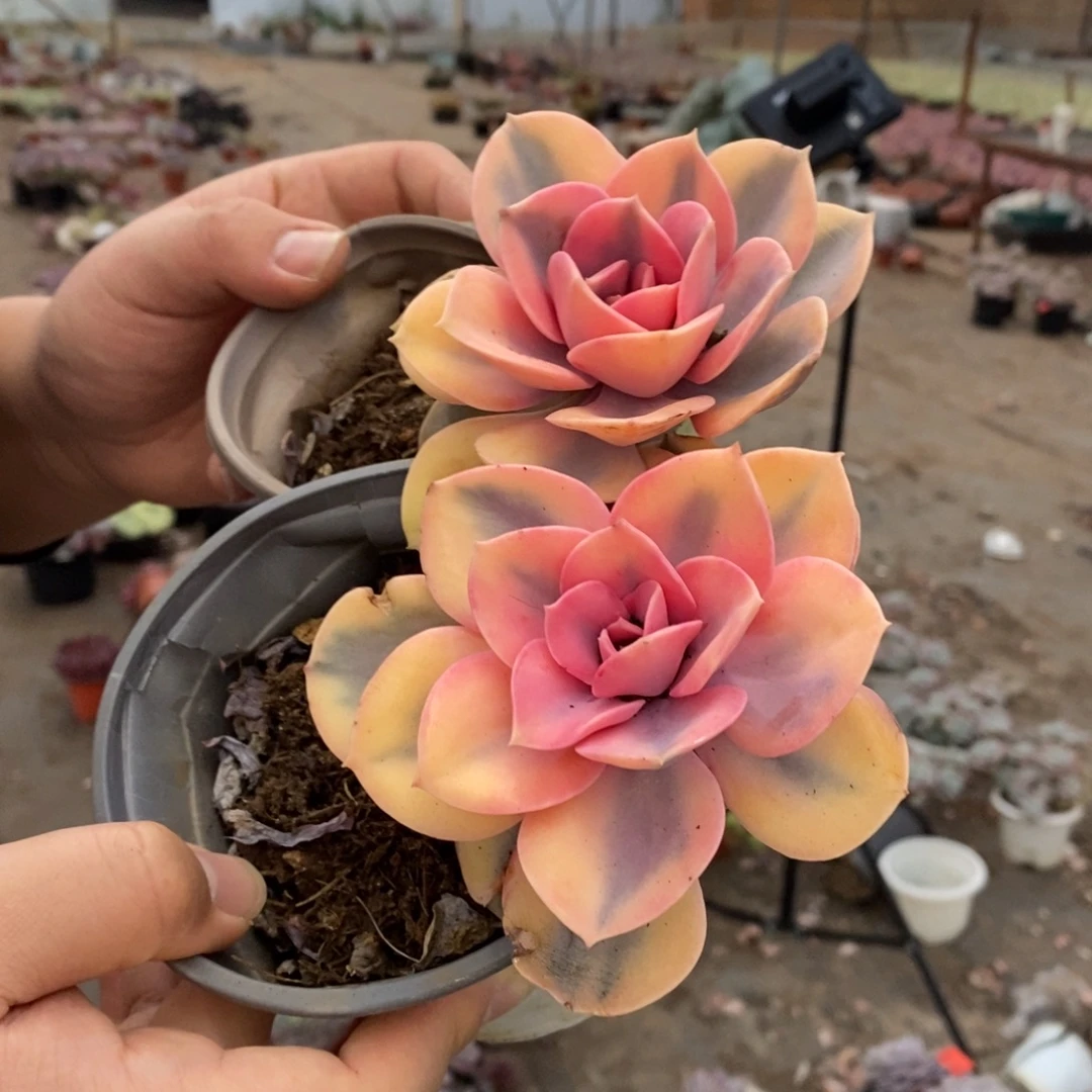 彩虹单头老桩两盆