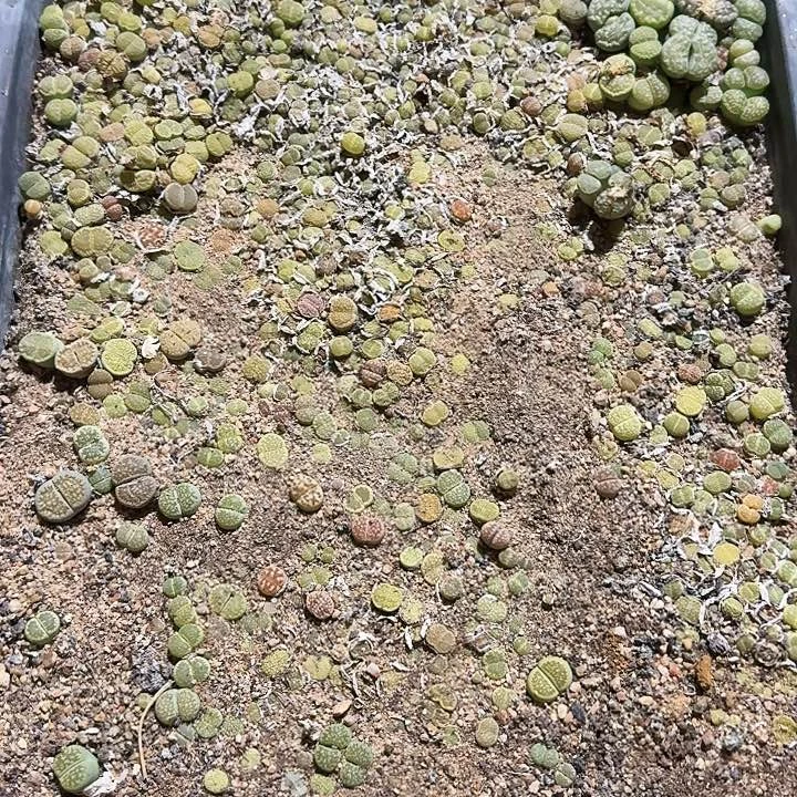 生石花1111。   812