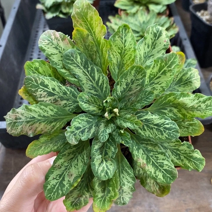 实生鱼骨大戟 一物一拍