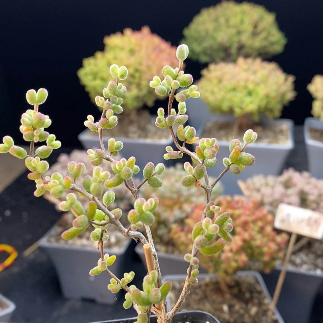 680白虎斑锦，5.5盆